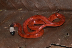 Drepanoides anomalus