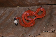 Drepanoides anomalus