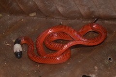 Drepanoides anomalus