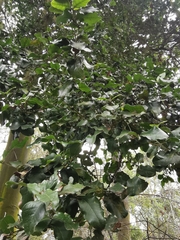 Beilschmiedia miersii