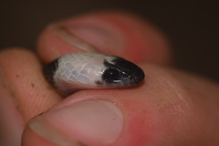 Drepanoides anomalus