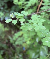 Thalictrum sparsiflorum