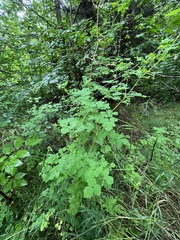 Thalictrum sparsiflorum