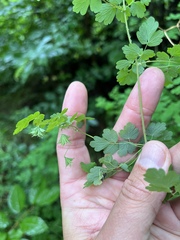 Thalictrum sparsiflorum