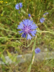 Centaurea cyanus