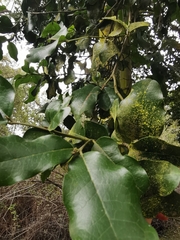 Beilschmiedia miersii