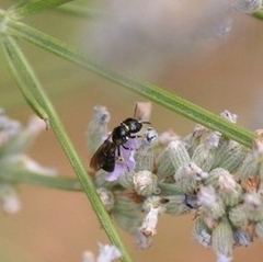 Ceratina cucurbitina