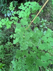 Thalictrum sparsiflorum