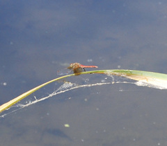 Sympetrum semicinctum