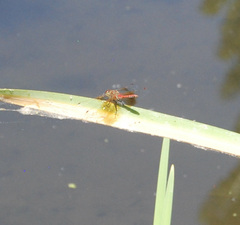 Sympetrum semicinctum