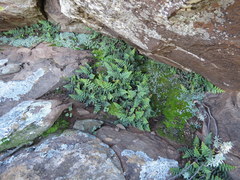 Asplenium cordatum