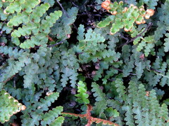Asplenium cordatum