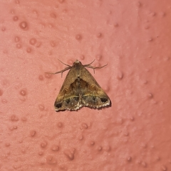 Acantholipes trimeni