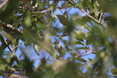 Anthreptes gabonicus