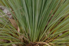 Xanthorrhoea glauca