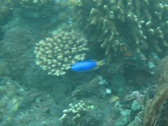 Pomacentrus coelestis