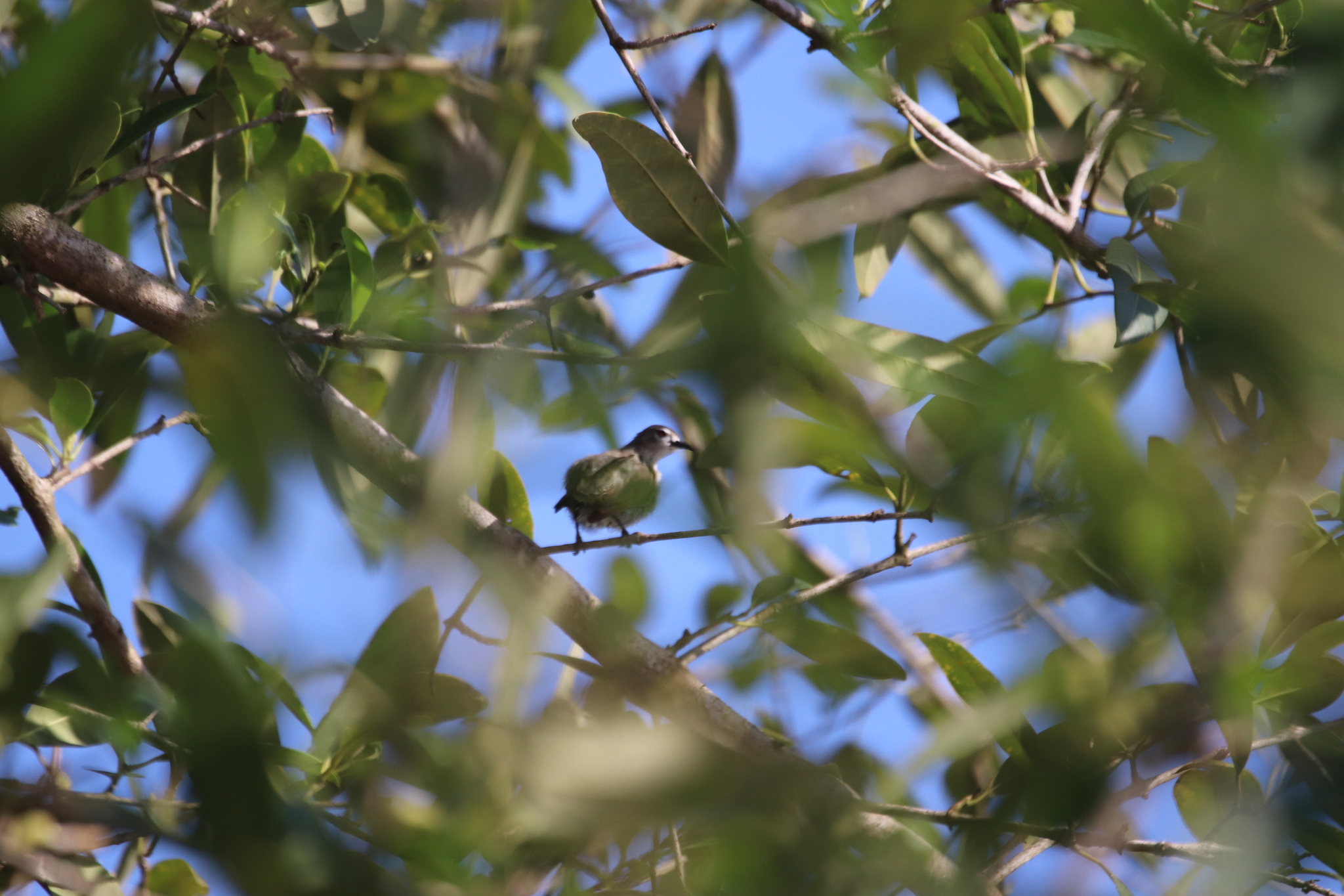 Mouse-brown Sunbird illustration