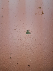 Acantholipes trimeni