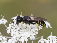 Ectemnius lapidarius