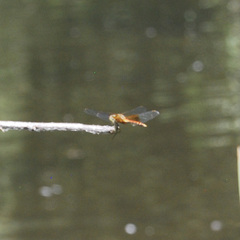 Sympetrum semicinctum