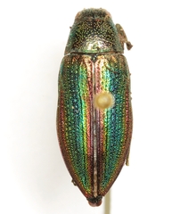 Buprestis decora