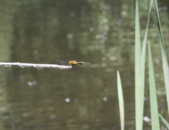 Sympetrum semicinctum