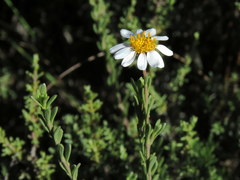 Phymaspermum