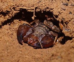 Urodacus manicatus