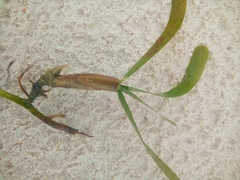Thalassia