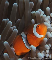 Amphiprion percula