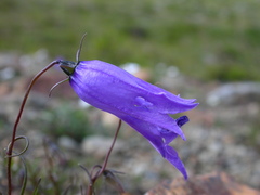 Campanula excisa