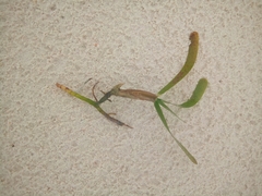 Thalassia