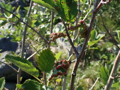 Eriophyes alniincanae