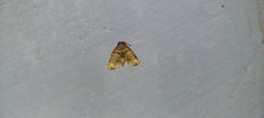 Chlumetia transversa