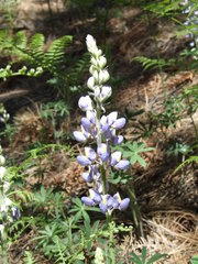 Lupinus argenteus palmeri