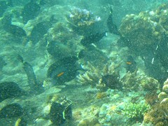 Acanthurus olivaceus