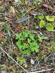 Ranunculus propinquus subborealis
