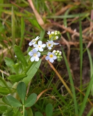 Myosotis secunda
