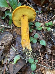 Aureoboletus auriflammeus