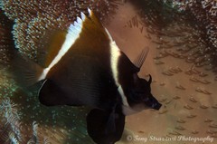 Heniochus varius