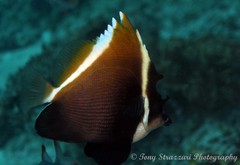 Heniochus varius