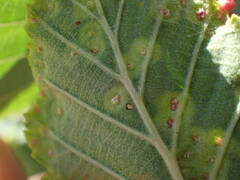 Eriophyes alniincanae