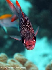 Myripristis violacea