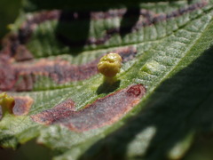 Eriophyes alniincanae