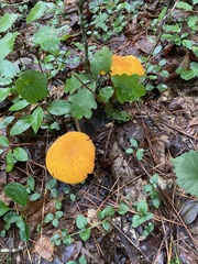 Aureoboletus auriflammeus