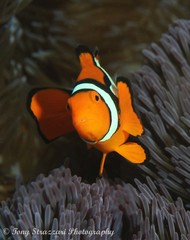 Amphiprion percula