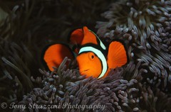 Amphiprion percula