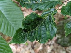 Litylenchus crenatae