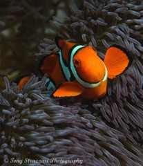 Amphiprion percula