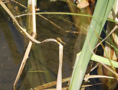 Sympetrum semicinctum